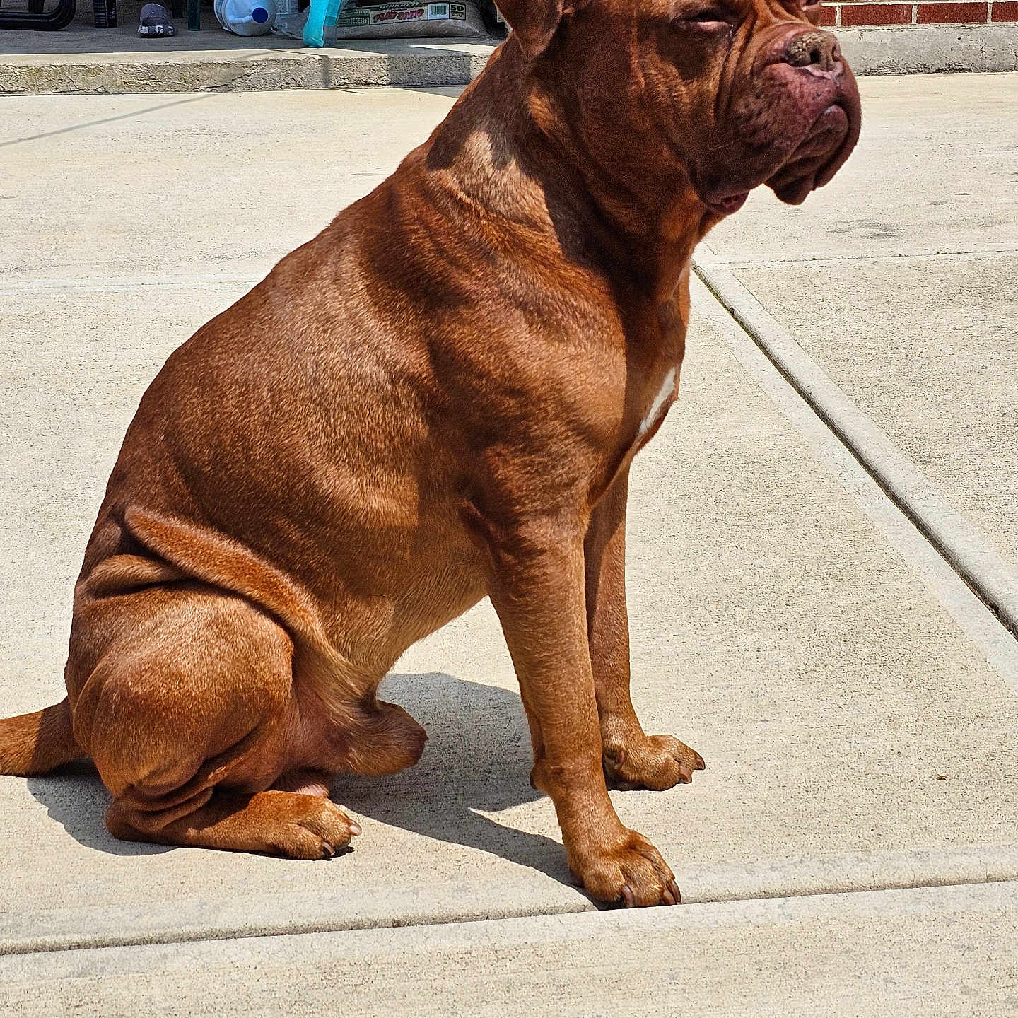 Titan joined the competition — help win amazing prizes! animal, bench, boxer, brick, bulldog, canine, chair, dog, flagstone, frenchbulldog, furniture, labradorretriever, machine, path, pet, pitbull, pug, puppy, sidewalk, walkway