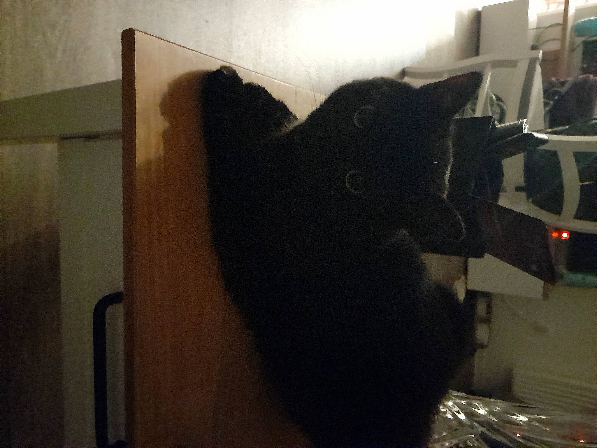 Lilie a rejoint le concours — aidez-le/la à gagner de superbes lots ! black_cat, bombay, canidae, carnivore, cat, chair, comfort, domestic_short_haired_cat, felidae, flooring, fur, hardwood, room, small_to_medium_sized_cats, snout, sporting_group, tail, whiskers, window, wood