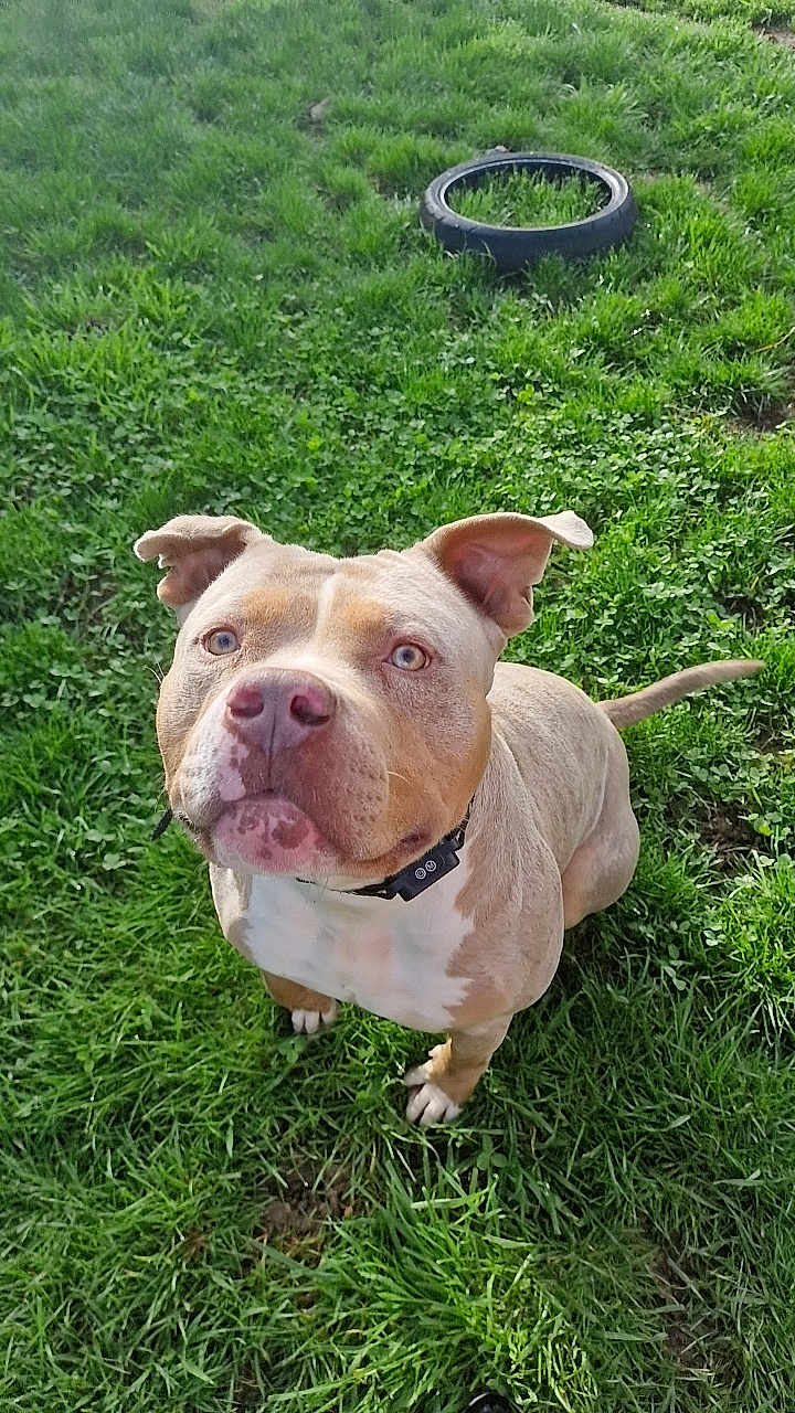 Hasco a rejoint le concours — aidez-le/la à gagner de superbes lots ! dog, pitbull, pet, grass, outdoor, yard, collar, sitting, looking_up, ears, nose, eyes, pink_nose, mammal, portrait, greenery, tire, happy, close_up, cute