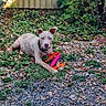 backyard, collar, dog, ears, fence, front_paws, grass, gravel, greenery, ground_cover, lying_down, outdoor, pet, pit_bull, plants, portrait, relaxed, small_toy, toy, watchful
