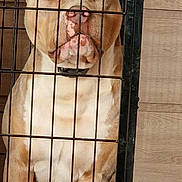Hasco participe au concours pour gagner de l'argent avec cette photo : dog, pitbull, crate, metal_bars, cage, sitting, indoor, wood_paneling, tile_floor, collar, brown_coat, white_chest, snout, close_up, portrait, pet, one_eye_closed, expression, front_legs, canine