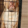 dog, pitbull, crate, metal_bars, cage, sitting, indoor, wood_paneling, tile_floor, collar, brown_coat, white_chest, snout, close_up, portrait, pet, one_eye_closed, expression, front_legs, canine