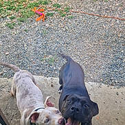 Hasco a rejoint le concours — aidez-le/la à gagner de superbes lots ! backyard, black_dog, close_up, collar, concrete, dog, dogs, excited, fence, gravel, happy, outdoor, pet, pitbull, playful, smiling, tan_dog, tongue_out, toy, water_bowl