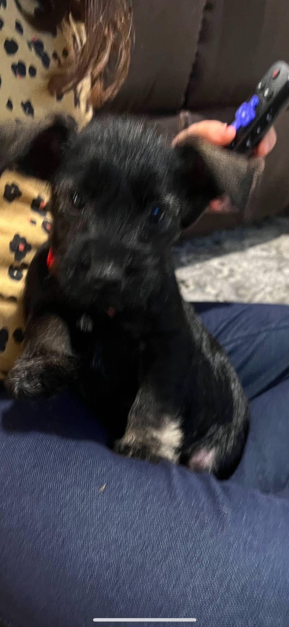 Milo is registered to the contest to win money with this photo: canidae, carnivore, claw, comfort, companion_dog, dog, dog_breed, felidae, foot, fur, nap, non_sporting_group, paw, puppy, sitting, snout, sporting_group, tail, whiskers, working_animal