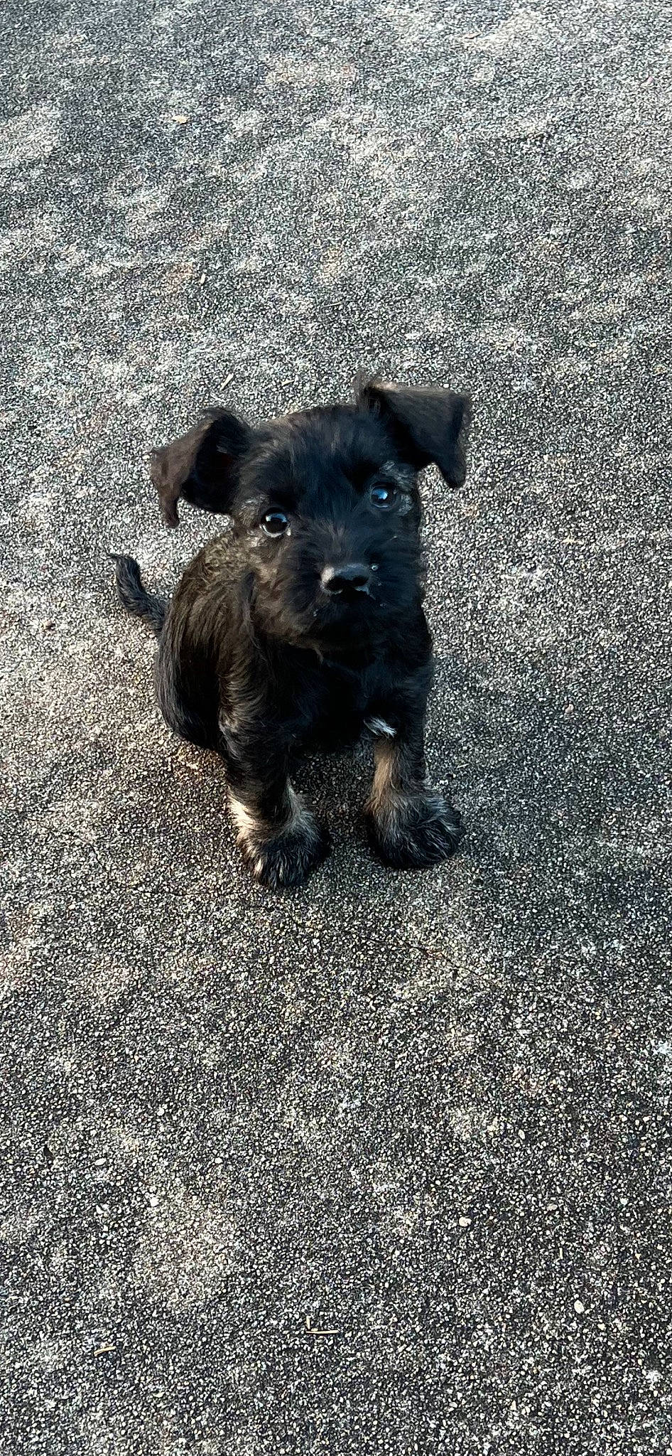 Milo joined the competition — help win amazing prizes! asphalt, canidae, carnivore, companion_dog, dog, dog_breed, grass, paw, puppy, road_surface, shadow, snout, soil, tail, tar, terrestrial_animal, terrier, toy_dog, working_animal, working_terrier