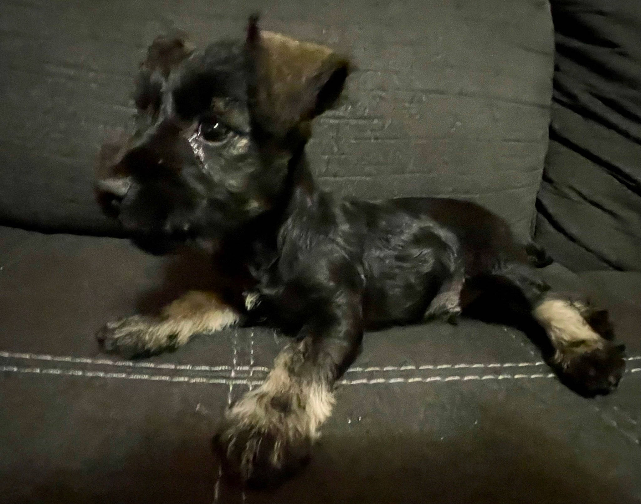 Milo is registered to the contest to win money with this photo: canidae, carnivore, companion_dog, dog, dog_breed, dog_supply, fur, liver, paw, small_terrier, snout, sporting_group, tail, terrestrial_animal, terrier, toy_dog, working_animal