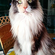 Tatooine participe au concours pour gagner de l'argent avec cette photo : animal, cat, closeup, cozy, curious, domestic, feline, fluffy, glass_table, green_eyes, house, indoor, long_fur, maine_coon, pet, portrait, sitting, tiled_floor, whiskers, wicker_chair