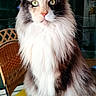animal, cat, closeup, cozy, curious, domestic, feline, fluffy, glass_table, green_eyes, house, indoor, long_fur, maine_coon, pet, portrait, sitting, tiled_floor, whiskers, wicker_chair