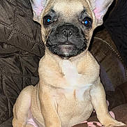 Daisy Mae joined the competition — help win amazing prizes! puppy, dog, french_bulldog, pet, animal, cute, ears, face, sitting, blanket, brown, pink, fur, indoor, cozy, young, portrait, canine, small, companion