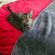 Robin is registered to the contest to win money with this photo: tabby_cat, cat, bed, red_bedspread, gray_blanket, pillow, soft_toy, indoor, pet, feline, whiskers, curious, looking_up, mouth_open, striped_fur, cozy, home, resting, animal, cute