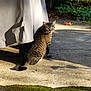 Robin is registered to the contest to win money with this photo: cat, tabby_cat, animal, outdoor, sunlight, concrete, plant, leaf, shadow, nature, pet, feline, greenery, daylight, curious, looking_back, tongue_out, quiet, peaceful, covered_object