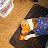bone, brown_and_white, carpet, chewing, chicken, colorful_clothing, cozy, cushion, dog, eating, food, home, indoor, lying_down, paws, pet, pet_crate, short_hair, storage_drawers, sweater