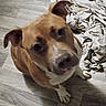 Amoura is registered to the contest to win money with this photo: bedroom, black_nose, blanket, brown_and_white, close_up, cute, dark_eyes, dog, floppy_ears, indoors, looking_at_camera, pet, portrait, puppy, rumpled_bedding, short_hair, sitting, white_chest, white_paws, wooden_floor