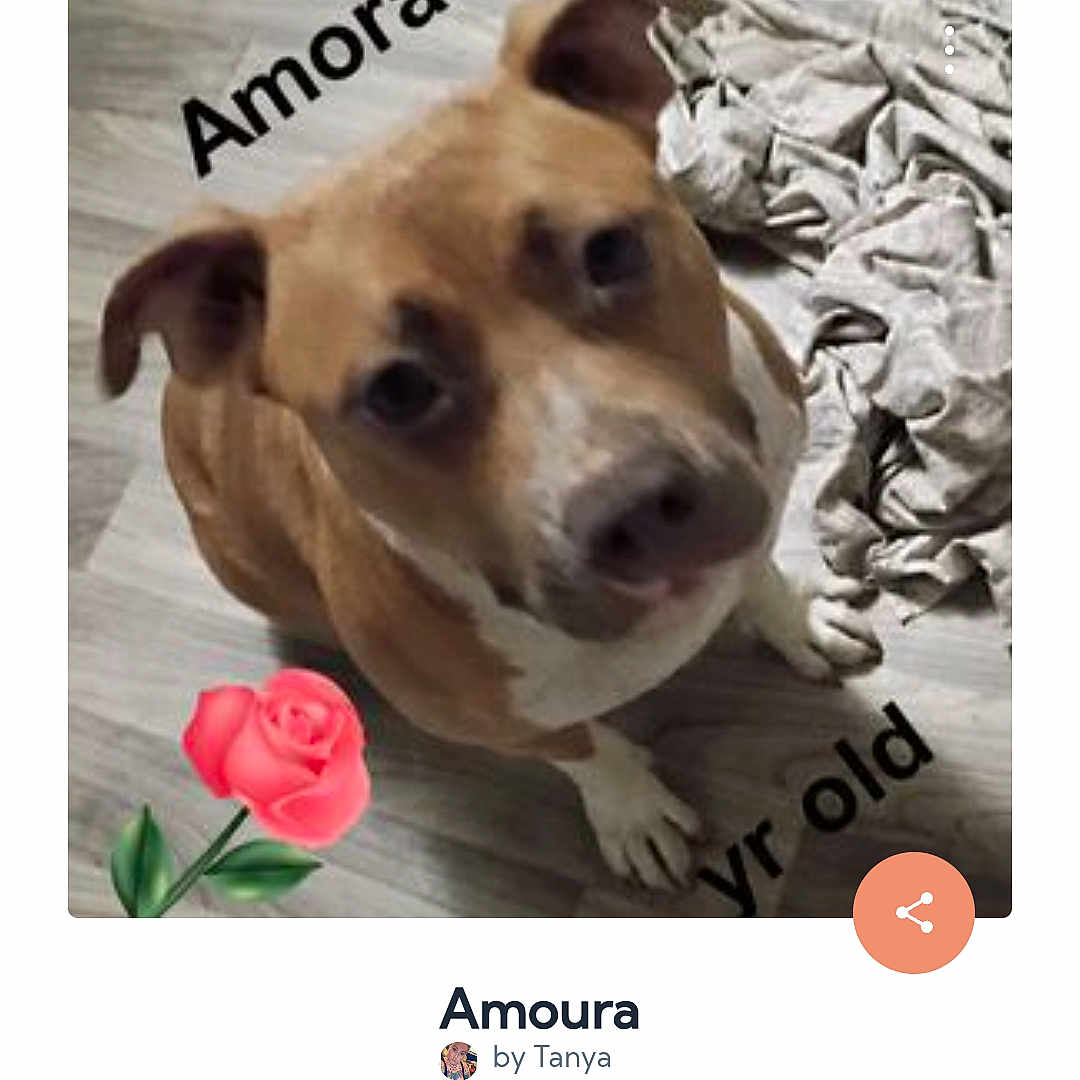 Amoura
