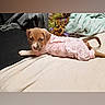 Amoura is registered to the contest to win money with this photo: animal, bed, bedding, blanket, brown_dog, camera, couch, cozy, cute, dog, home, indoor, lying_down, pet, pink_pajamas, portrait, puppy, sitting, spotlight, white_markings