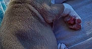 Amoura is registered to the contest to win money with this photo: animals, bed, blue_blanket, brown, closeup, cozy, cuddling, cute, dogs, fur, indoors, paw, paws, pet, puppies, relaxed, resting, short_hair, sleeping, tan
