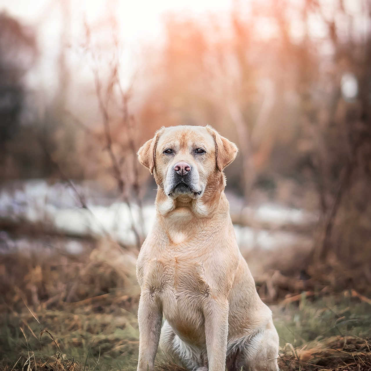 Pépi a rejoint le concours — aidez-le/la à gagner de superbes lots ! animal, beagle, bulldog, canine, dog, goldenretriever, grass, hound, labradorretriever, pet, plant, pointer, puppy