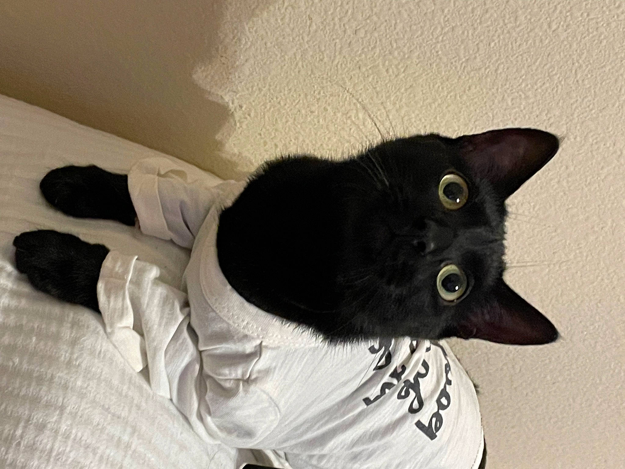 Bingo is registered to the contest to win money with this photo: black_cat, bombay, carnivore, cat, comfort, domestic_short_haired_cat, felidae, fur, sleeve, small_to_medium_sized_cats, snout, tail, whiskers