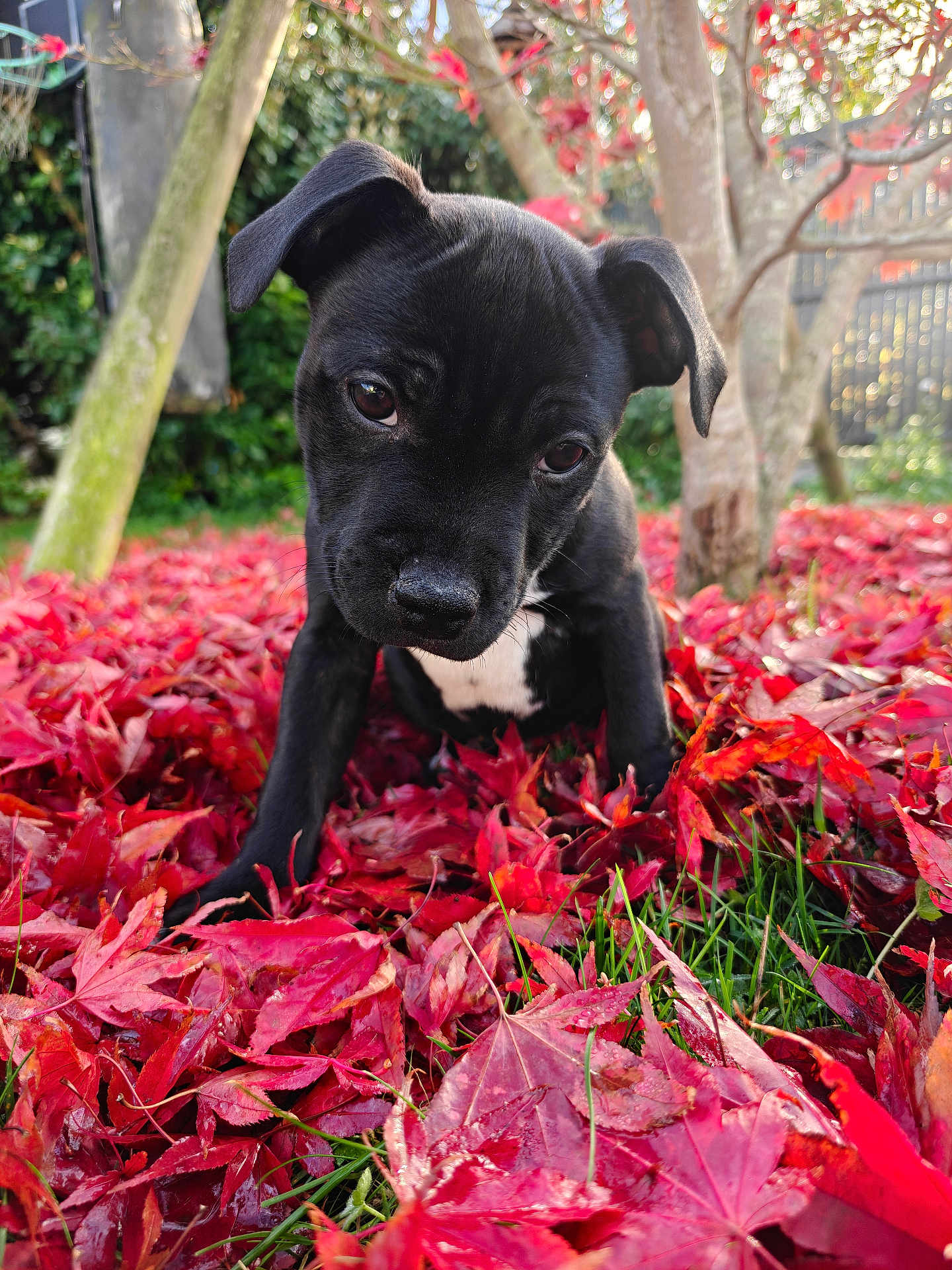 Alpha a rejoint le concours — aidez-le/la à gagner de superbes lots ! puppy, dog, black_dog, autumn_leaves, red_leaves, fallen_leaves, grass, outdoor, park, tree, close_up, portrait, pet, cute, curious, eyes, nose, ears, leaf_litter, shallow_depth_of_field