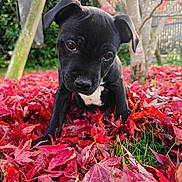 Alpha a rejoint le concours — aidez-le/la à gagner de superbes lots ! puppy, dog, black_dog, autumn_leaves, red_leaves, fallen_leaves, grass, outdoor, park, tree, close_up, portrait, pet, cute, curious, eyes, nose, ears, leaf_litter, shallow_depth_of_field