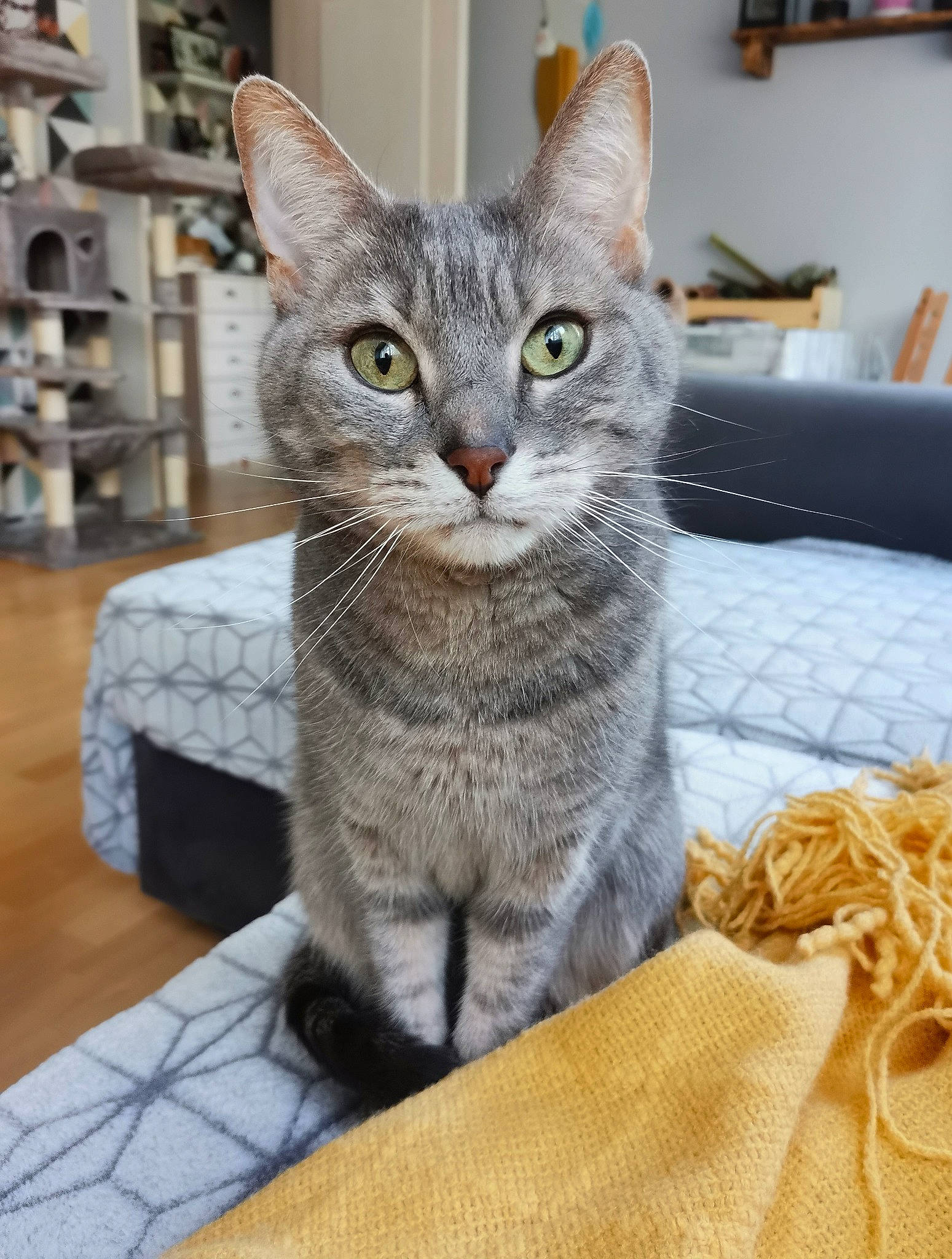 Zoya