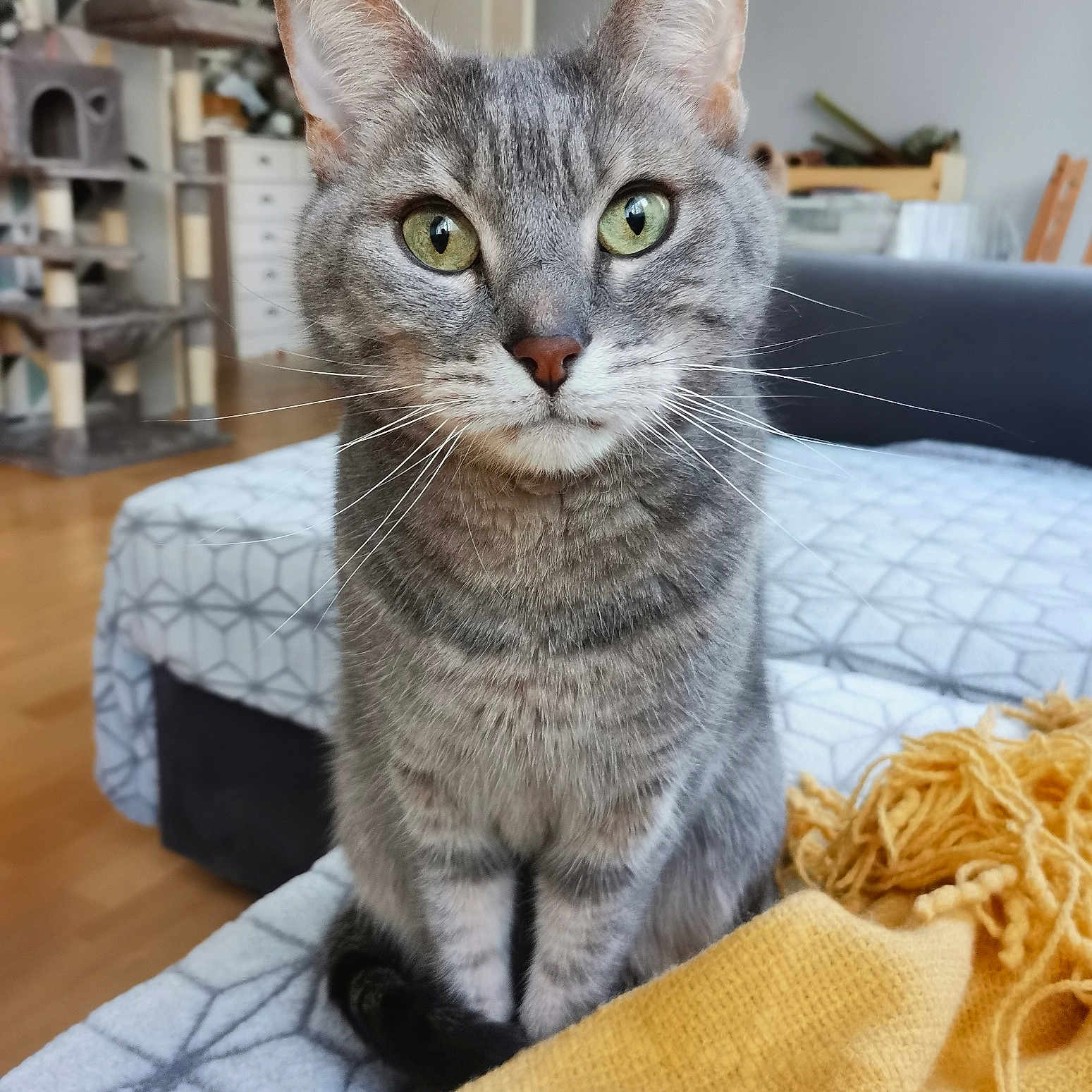 Zoya