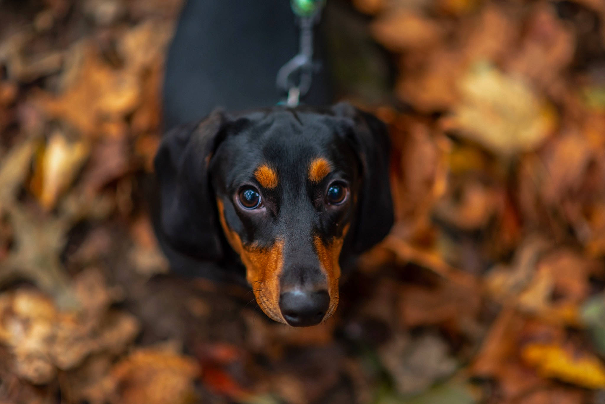 Bentley joined the competition — help win amazing prizes! canidae, carnivore, companion_dog, darkness, dog, dog_breed, guard_dog, hunting_dog, montenegrin_mountain_hound, sporting_group, terrestrial_animal, working_animal, working_dog
