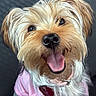 dog, happy, smiling, tongue_out, pink_shirt, fluffy, cute, pet, closeup, canine, fur, collar, indoor, friendly, animal, adorable, portrait, companion, domestic, playful