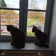Lexa participe au concours pour gagner de l'argent avec cette photo : abyssinian, animal, appliance, car, cat, device, door, electricaldevice, kitten, manx, pet, picturewindow, plant, pottedplant, radiator, silhouette, transportation, vehicle, window, windowsill