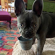 Stella is registered to the contest to win money with this photo: dog, french_bulldog, puppy, pet, indoor, blanket, bucket, curious, animal, canine, furniture, carpet, colorful, knitted, home, domestic, ears, floor, cute, expression