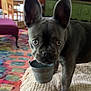 dog, french_bulldog, puppy, pet, indoor, blanket, bucket, curious, animal, canine, furniture, carpet, colorful, knitted, home, domestic, ears, floor, cute, expression