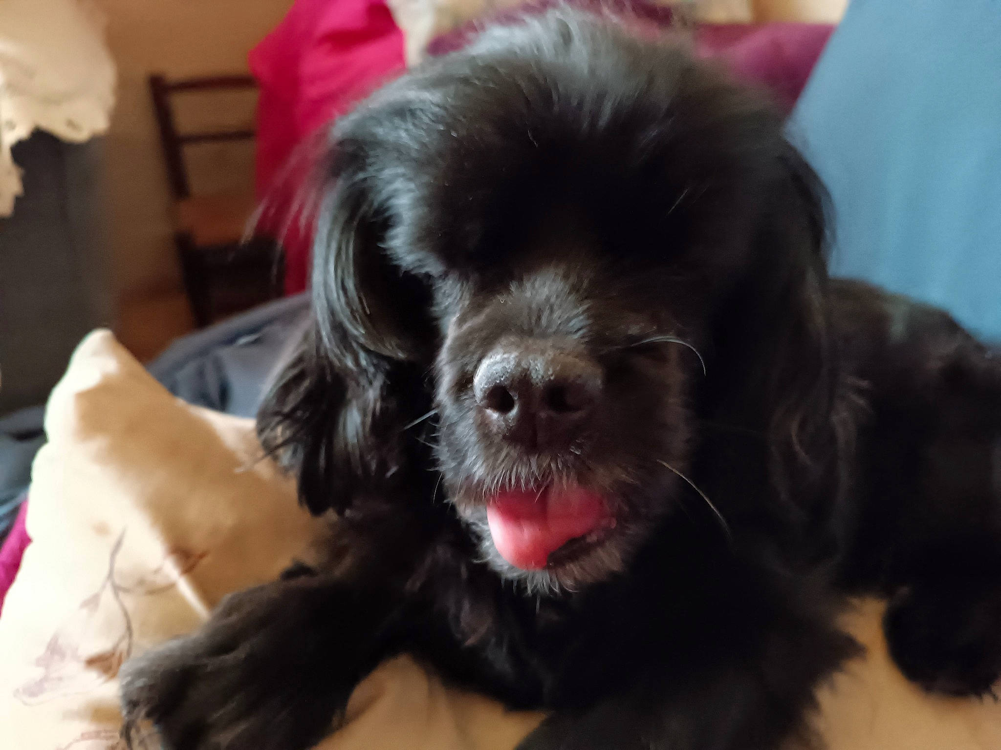 Candy a rejoint le concours — aidez-le/la à gagner de superbes lots ! borador, chair, comfort, companion_dog, dog, dog_breed, dog_collar, fang, fur, gun_dog, liver, paw, spaniel, terrestrial_animal, tibetan_spaniel, toy_dog, whiskers, working_animal