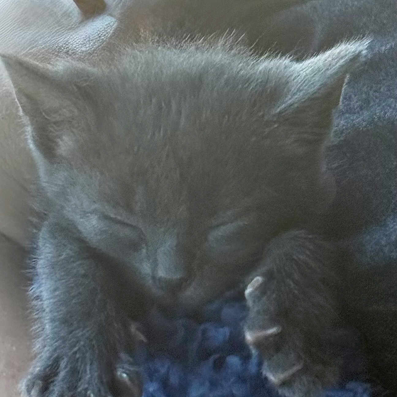 Lucifer joined the competition — help win amazing prizes! adorable, animal, blanket, closeup, cozy, cute, feline, furry, gray_cat, indoor, kitten, nap, paw, peaceful, pet, relaxed, rest, sleeping, small, soft_texture