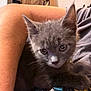 kitten, gray_cat, pet, animal, indoor, person, arm, furniture, wooden_cabinet, curious, closeup, cute, young_animal, resting, cozy, domestic, feline, soft_fur, casual_clothing, human