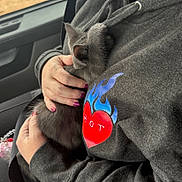 Lucifer is registered to the contest to win money with this photo: car, casual, cat, close_up, clothing, comfort, flame, fur, grey, hand, heart, hoodie, kitten, nail_polish, person, pet, purple_nails, seatbelt, snuggling, vehicle