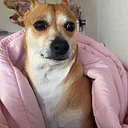 Kota is registered to the contest to win money with this photo: dog, blanket, pink, indoor, pet, curious, small_dog, fur, wrapped, cozy, snuggled, brown, white, ears, nose, eyes, portrait, cute, companion, relaxed