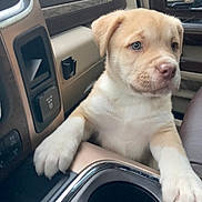 Daisy joined the competition — help win amazing prizes! puppy, dog, car, interior, center_console, paw, light_fur, cute, pet, animal, young_dog, seat, dashboard, window, closeup, domestic_animal, companionship, curious, resting, transportation