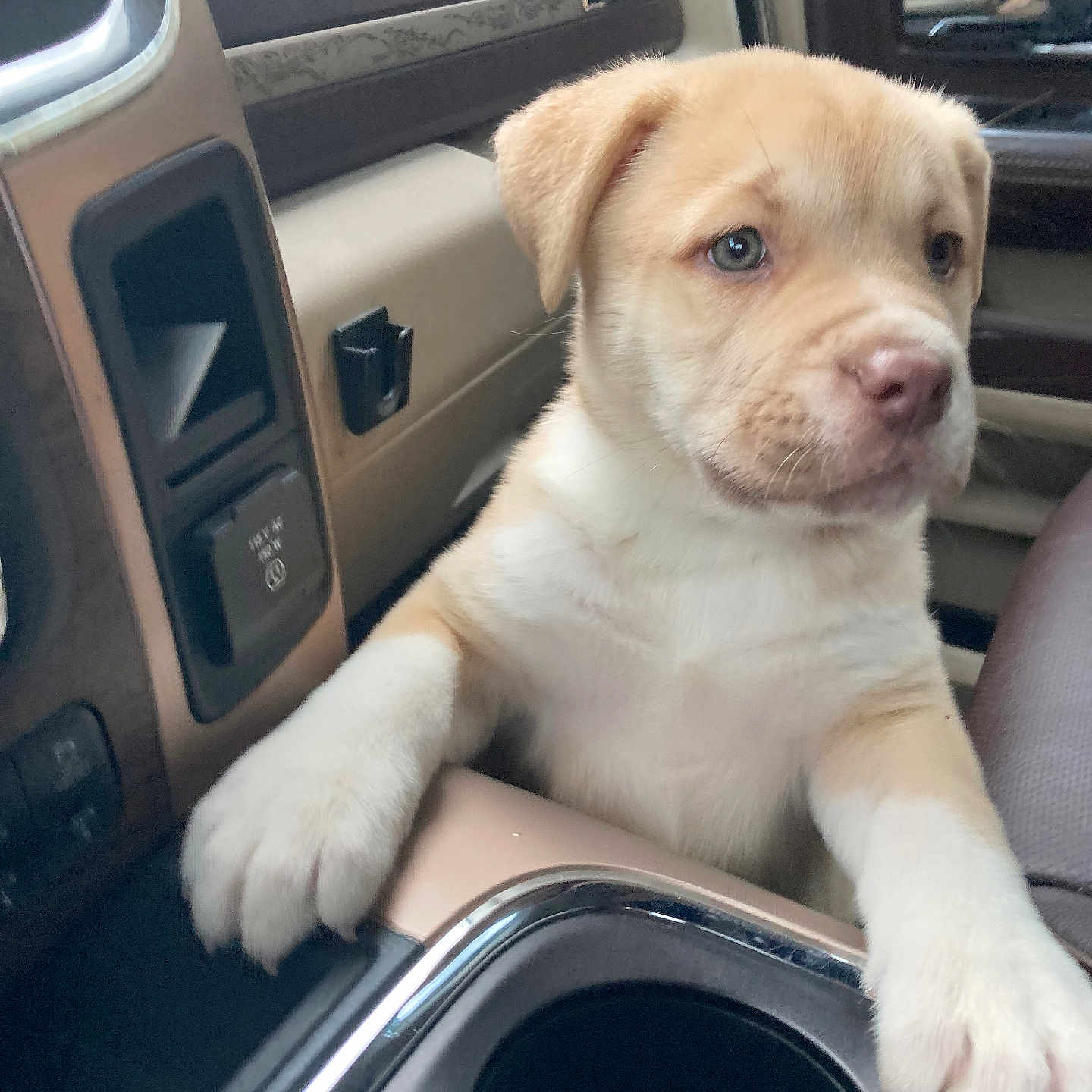 Daisy joined the competition — help win amazing prizes! animal, car, center_console, closeup, companionship, curious, cute, dashboard, dog, domestic_animal, interior, light_fur, paw, pet, puppy, resting, seat, transportation, window, young_dog