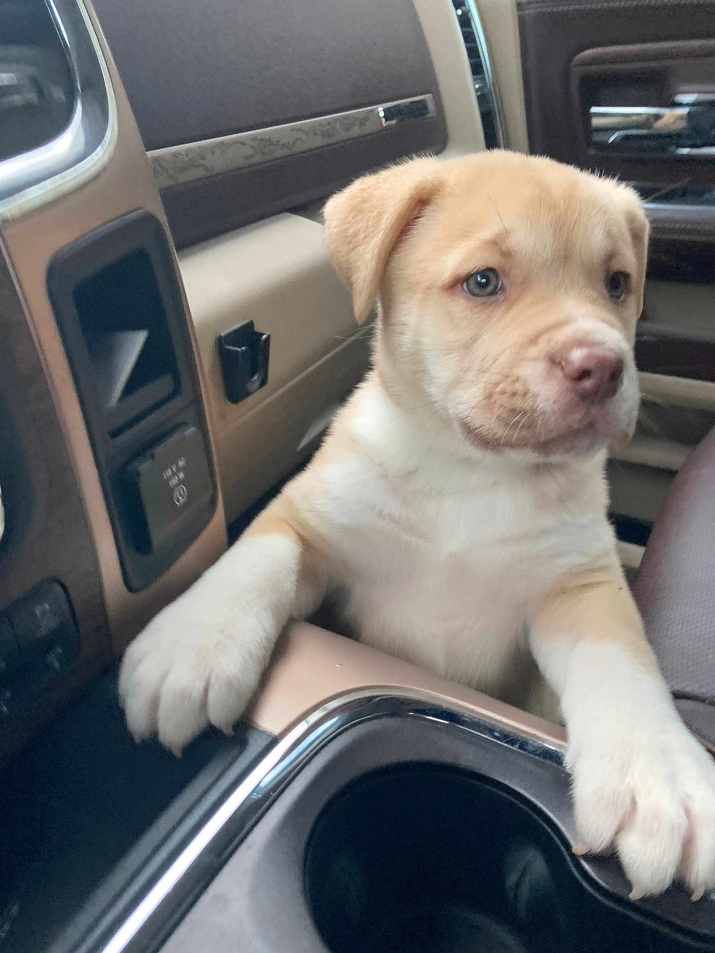 Daisy joined the competition — help win amazing prizes! puppy, dog, car, interior, center_console, paw, light_fur, cute, pet, animal, young_dog, seat, dashboard, window, closeup, domestic_animal, companionship, curious, resting, transportation