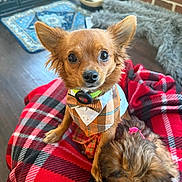 Hank is registered to the contest to win money with this photo: dog, puppy, plaid, bow_tie, blanket, brown_dog, small_dog, indoor, pet, fur, cute, fashion, accessory, resting, sleeping, wood_floor, basket, rug, furry, cozy