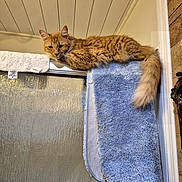 Juggernaut joined the competition — help win amazing prizes! animal, bathroom, blue_towel, cat, ceiling, cozy, door, feline, fur, indoor, orange_cat, pet, relaxed, resting, shower, sleepy, tail, towel, white_towel, wood_paneling