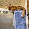 animal, bathroom, blue_towel, cat, ceiling, cozy, door, feline, fur, indoor, orange_cat, pet, relaxed, resting, shower, sleepy, tail, towel, white_towel, wood_paneling