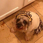 Minnie joined the competition — help win amazing prizes! dog, small_dog, pet, clothing, headband, happy_new_year, holiday, costume, floor, tile_floor, indoor, cabinet, brown, white, fur, cute, looking_up, animal, celebration, dress