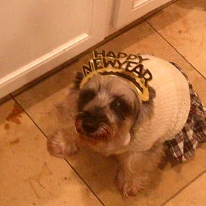 Minnie joined the competition — help win amazing prizes! animal, brown, cabinet, celebration, clothing, costume, cute, dog, dress, floor, fur, happy_new_year, headband, holiday, indoor, looking_up, pet, small_dog, tile_floor, white