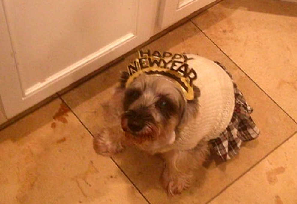 Minnie joined the competition — help win amazing prizes! dog, small_dog, pet, clothing, headband, happy_new_year, holiday, costume, floor, tile_floor, indoor, cabinet, brown, white, fur, cute, looking_up, animal, celebration, dress