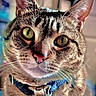 animal_portrait, background_blur, cat, close_up, collar, curious, domestic_animal, ears, feline, focus, fur, green_eyes, household, indoor, looking, nose, pet, pet_accessory, tabby, whiskers