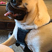 Hazel joined the competition — help win amazing prizes! animal, black_harness, brown, canine, carpet, close_up, companion, cute, dog, domestic, furniture, happy, household, indoor, mammal, pet, pug, short_hair, sitting, tongue_out