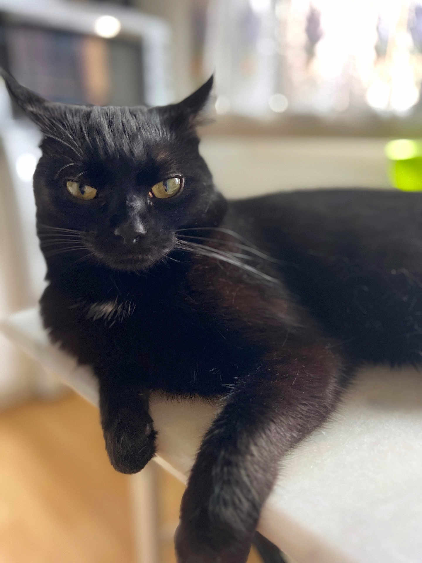 Théodore a rejoint le concours — aidez-le/la à gagner de superbes lots ! black_cat, cat, pet, feline, yellow_eyes, whiskers, paw, fur, close_up, portrait, lounging, table, indoor, bokeh, shallow_depth_of_field, window, relaxed, curious, domestic_cat, table_surface