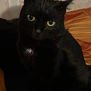 Théodore participe au concours pour gagner de l'argent avec cette photo : cat, black_cat, pet, feline, yellow_eyes, whiskers, ears, black_fur, close_up, portrait, indoor, pillow, striped_pillow, wall, bedspread, cozy, staring, nose, domestic, furniture