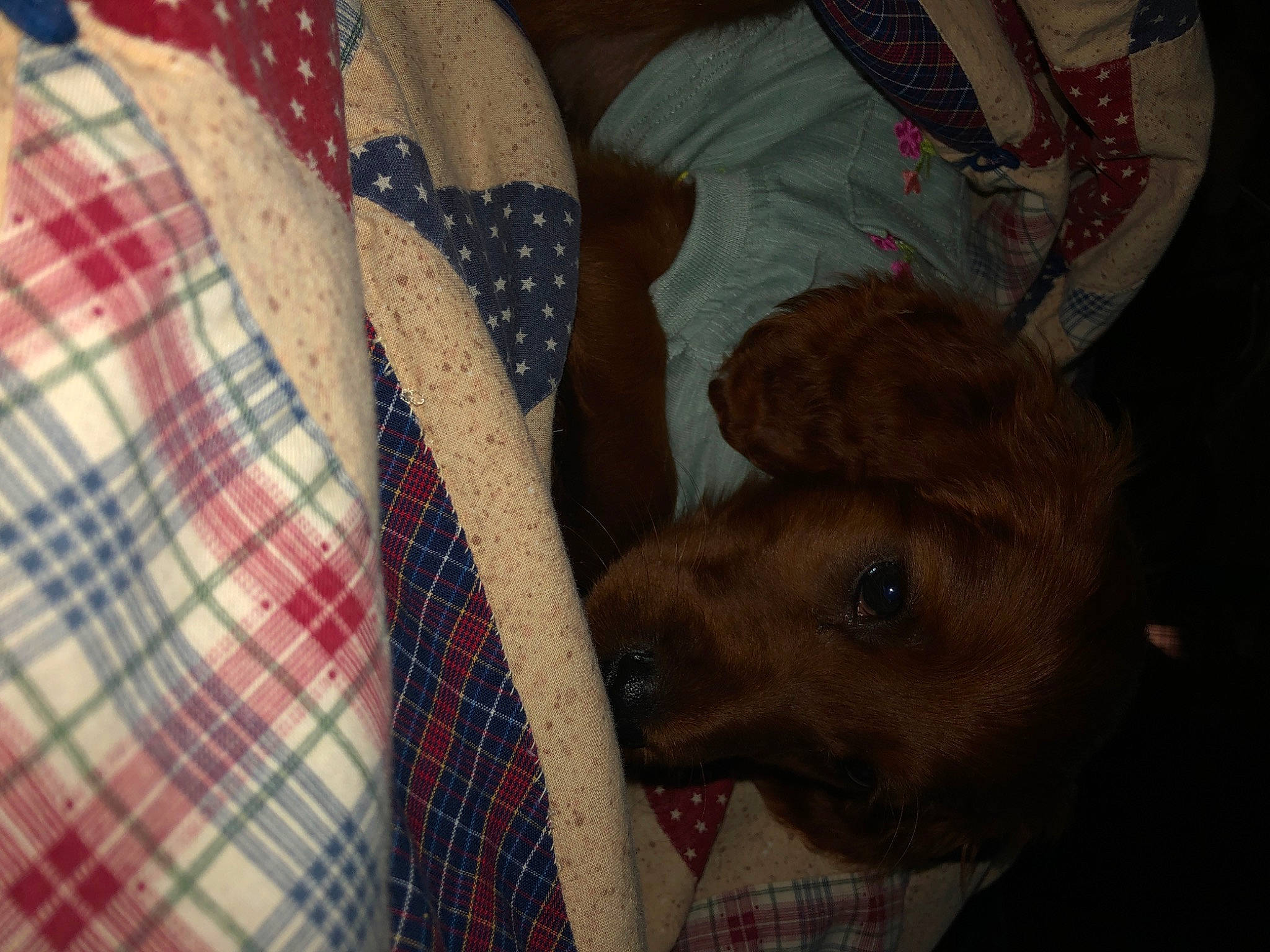 Enya Rose is registered to the contest to win money with this photo: canidae, carnivore, dog, fawn, pattern, plaid, snout, sporting_group, textile